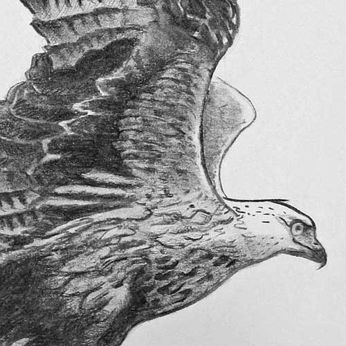 Charcoal: Red Kite in flight near High Wycombe