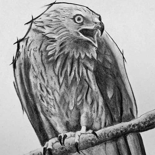 Charcoal: Red Kite in woods near High Wycombe
