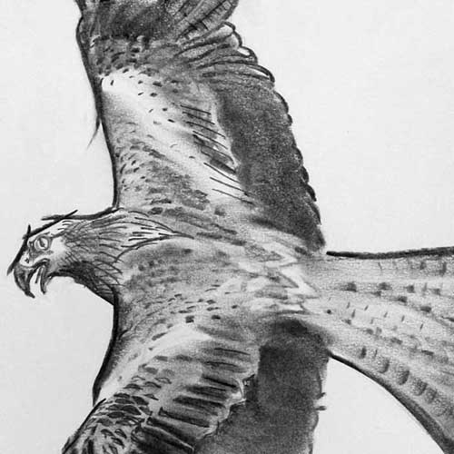 Charcoal: Red Kite in flight near High Wycombe