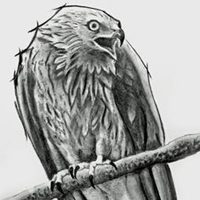 Conservation: Red Kites are on their way back